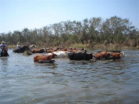 developing a spring for cattle.